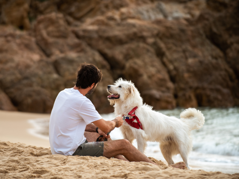 beach walk with dog la tranche sur mer